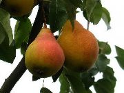 Сладкая из Млиева