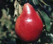 Мелитопольская сочная