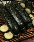 ���� ������� ���������� �������