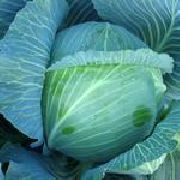 �������� F1