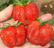 Первоклассница