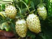 Белый лотос