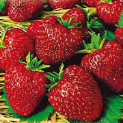 Московский деликатес