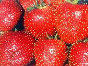 Челси пенсионер