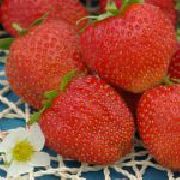 ���� ������ ��������