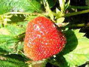 Избранница