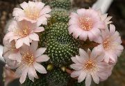 photo pink Indoor plants Crown Cactus