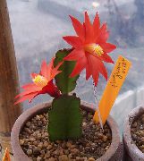 foto rot Zimmerpflanzen Trunkenbolde Träumen