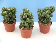 photo blanc Plantes d'intérieur Apple Péruvien