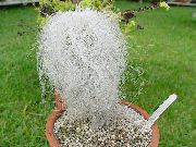 dykuma kaktusas Vyras Kaktusas, Vidinis augalai nuotrauka