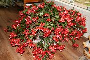 photo red Indoor plants Christmas Cactus