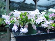 baltas Kalėdų Kaktusas Vidinis augalai nuotrauka