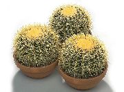     ,  , Echinocactus grusonii 'The Golden Barrel'