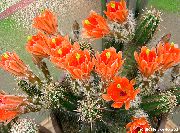 orange Hedgehog Cactus, Spitzen Kaktus, Regenbogen Kaktus Zimmerpflanzen foto