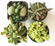 baltas Plover Kiaušiniai Vidinis augalai nuotrauka