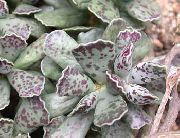 fotografie alb Plante de interior Ouă Plover