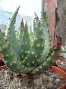 bilde rød Innendørs planter Aloe