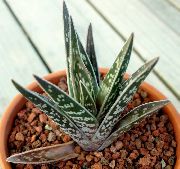 bilde rød Innendørs planter Aloe