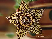 photo brown  Carrion Plant, Starfish Flower, Starfish Cactus