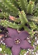 photo purple  Carrion Plant, Starfish Flower, Starfish Cactus