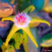 photo yellow  Carrion Plant, Starfish Flower, Starfish Cactus