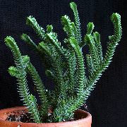 foto weiß Zimmerpflanzen Crassula