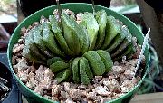 foto branco Plantas de interior Clipped Window Plant, Haworthia