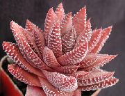 foto branco Plantas de interior Clipped Window Plant, Haworthia