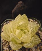 foto branco Plantas de interior Clipped Window Plant, Haworthia
