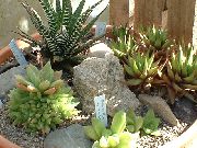 foto branco Plantas de interior Clipped Window Plant, Haworthia