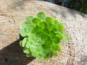 gelb Samt Rose, Untertasse Pflanze, Aeonium Zimmerpflanzen foto