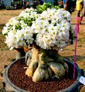 baltas Desert Rose Vidinis augalai nuotrauka
