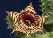 foto bruin Kamerplanten Huernia