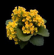 gelb Kalanchoe Zimmerpflanzen foto