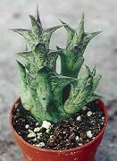 фотографија црвено Затворени погони Царрион Цвеће