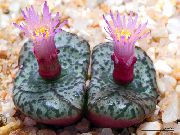    ,  , Conophytum obcordellum mundum 