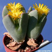    ,  ,   - Conophytum christiansenianum