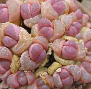     ( ),  ,  - Lithops