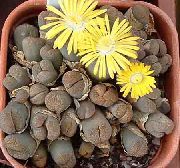    ( ),  , Lithops localis v.terricolor 