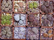     ( ),  ,  - Lithops