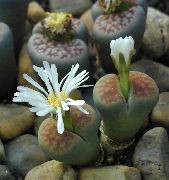     ( ),  ,  - Lithops