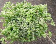 nuotrauka baltas Vidinis augalai Monanthes