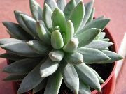 foto röd Krukväxter Blåttogenomskinlighet