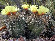 grianghraf Astrophytum Plandaí faoi dhíon