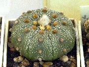 fotografija rumena Sobne Rastline Astrophytum