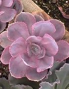  () Echeveria