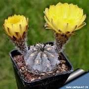  Acanthocalycium