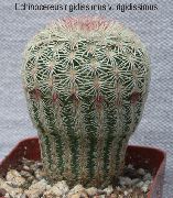 baltas Acanthocalycium Vidinis augalai nuotrauka