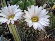 nuotrauka baltas Vidinis augalai Acanthocalycium