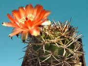 orange Acanthocalycium Zimmerpflanzen foto